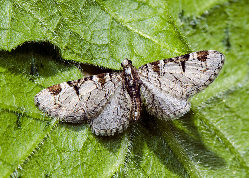 Geometridae Eupithecia - Eupithecia insigniata